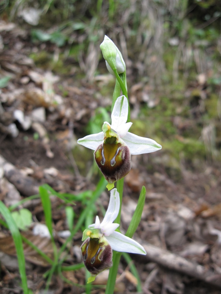 Ophrys sp.